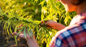 Caucasian female farmer checking industrial hemp stalks at field sunset time somewhere in Ukraine