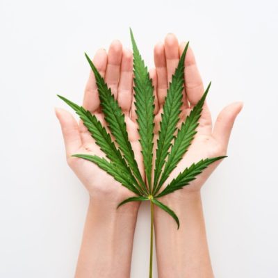 top view of hemp leaf in hands on white background